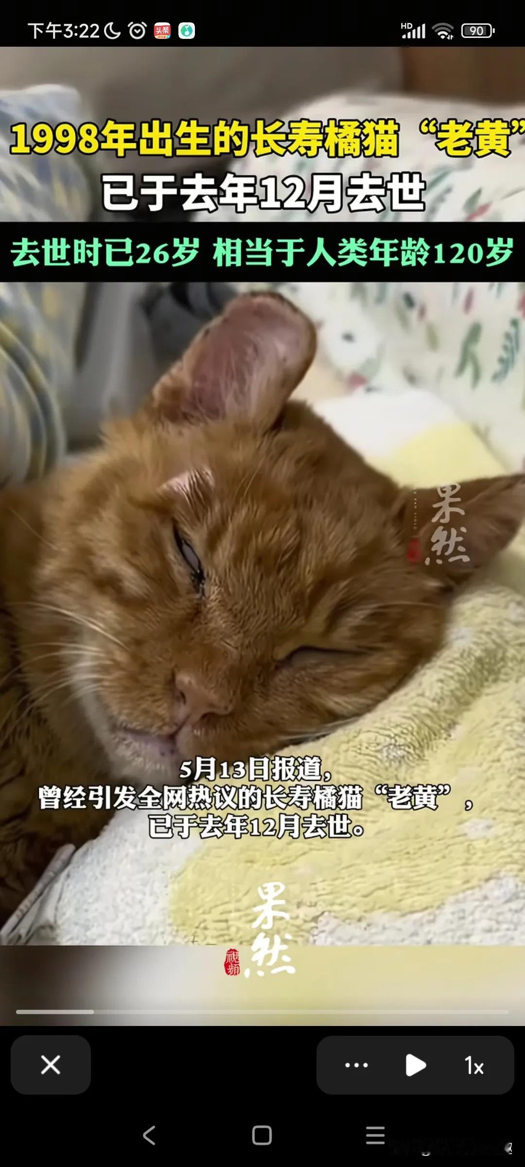 这个号称全网最长寿的猫去世了，真舍不得它。这只长寿猫叫老黄。它是去年的12
