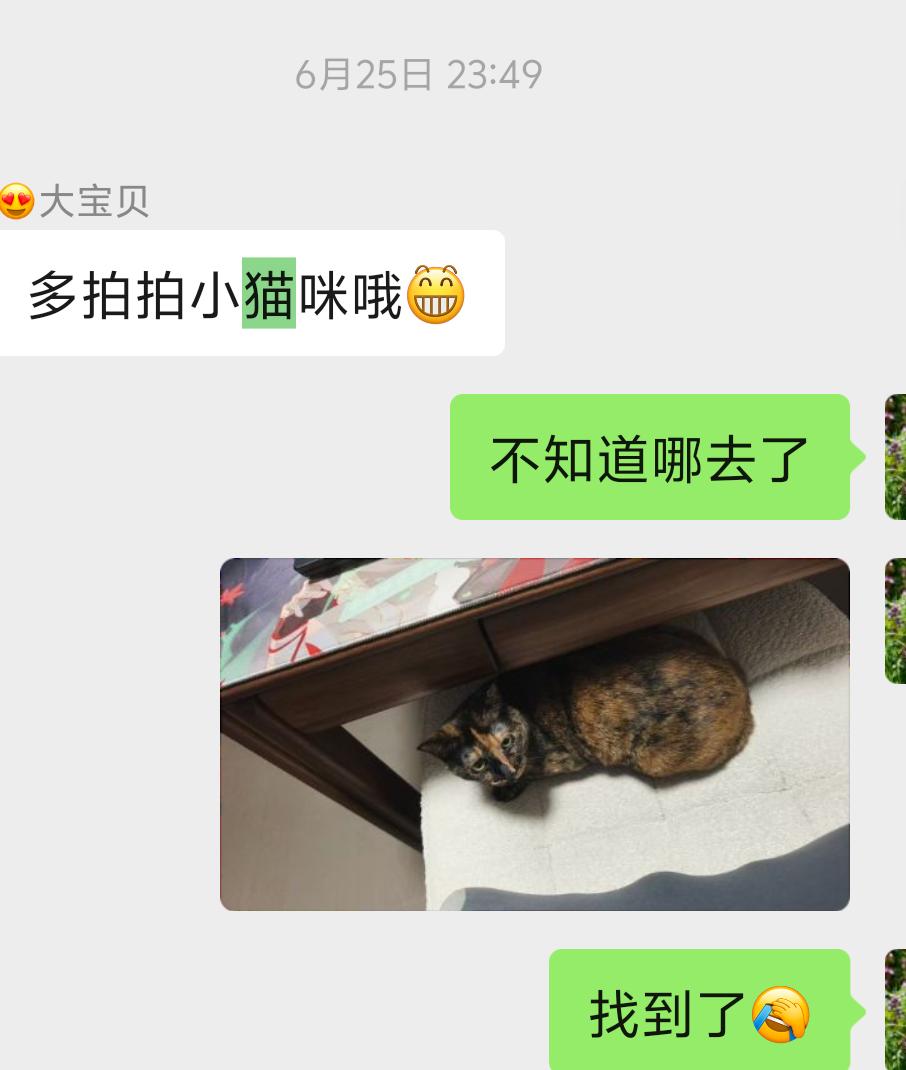 “拍猫”是我和老公每天要干的活[捂脸哭]，只要我家宝贝去学校，我们每天就开启的拍猫