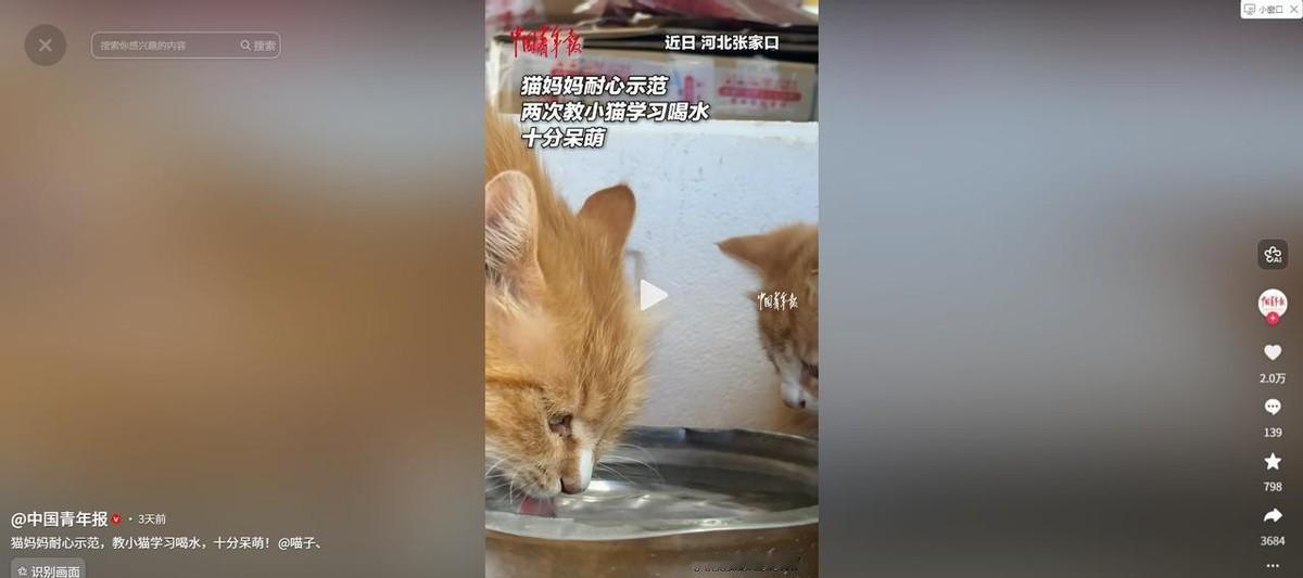 万物皆有灵！5月31日《中国青年报》报道，河北，男子养了一只母猫，他原以为小猫会