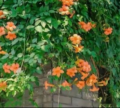 凌霄花1.栽培方式：园土+腐叶土+粗沙，疏松肥沃排水土；攀爬性强、根系旺盛，