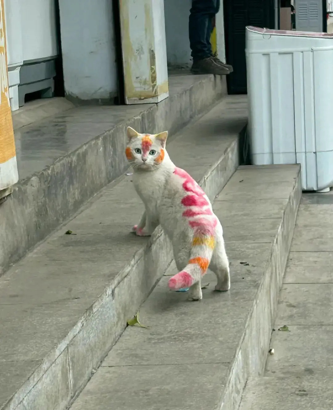 在村里闲逛突然蹦出来一只猫身上像是被人画了符文！