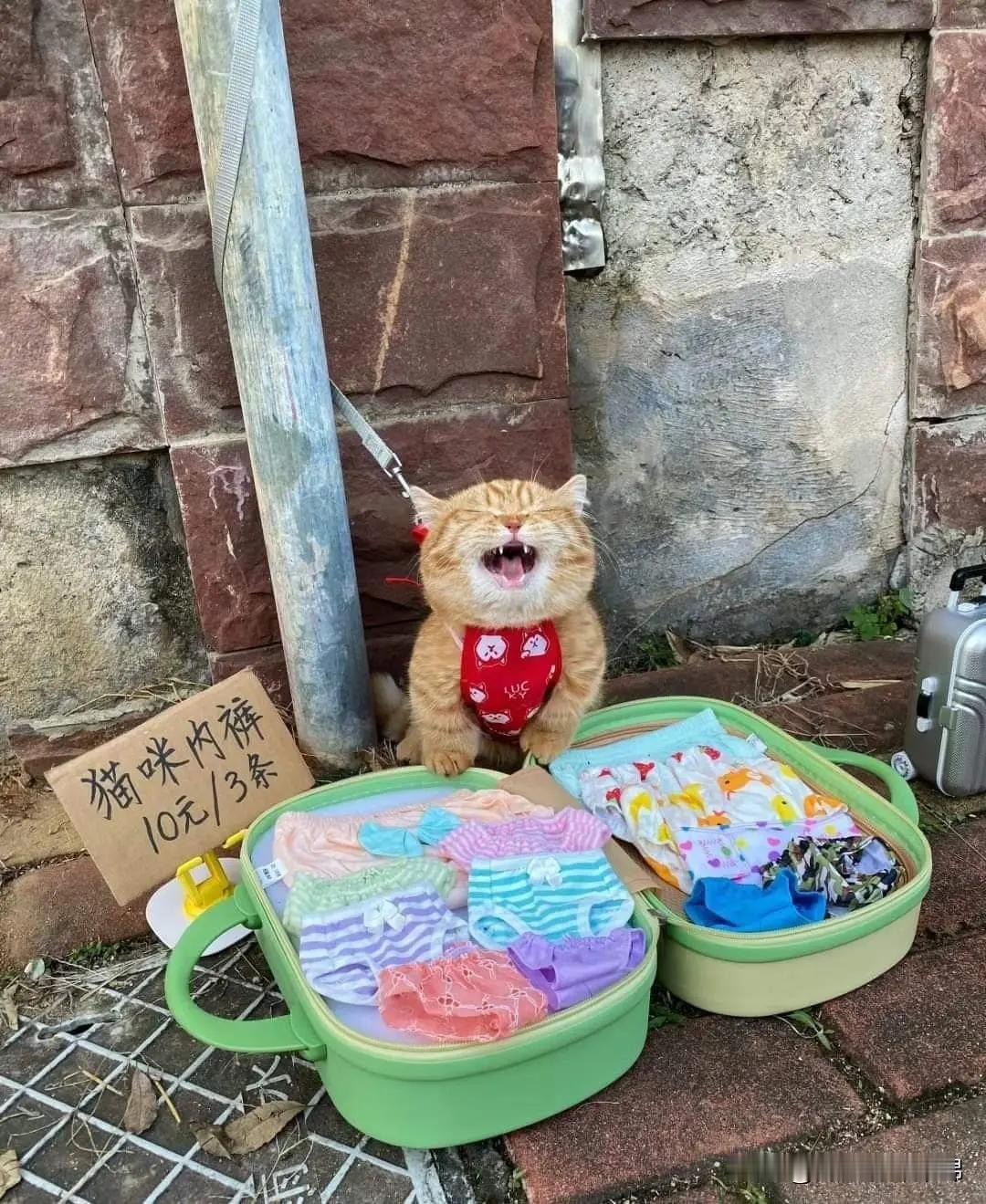 🐱：奴家落魄了呢，好心的官人买两条珍藏吧，绝对没洗过的～