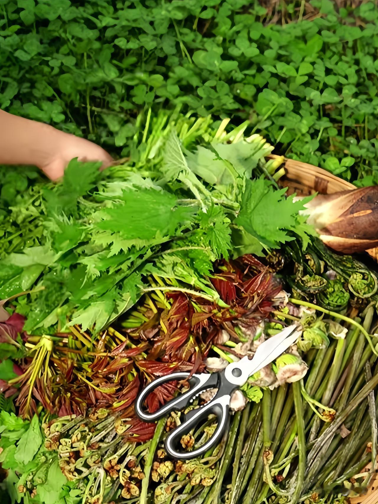 野菜成了香饽饽，真有那么好吃？也不知道从啥时候开始，野菜成了餐桌上的时尚