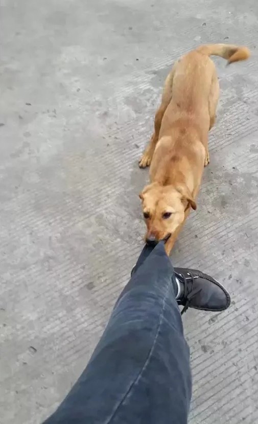 心疼！网友辞职离开工厂，经常喂养的流浪狗扒住他的腿，眼睛里都泛起泪花了…[哭哭]