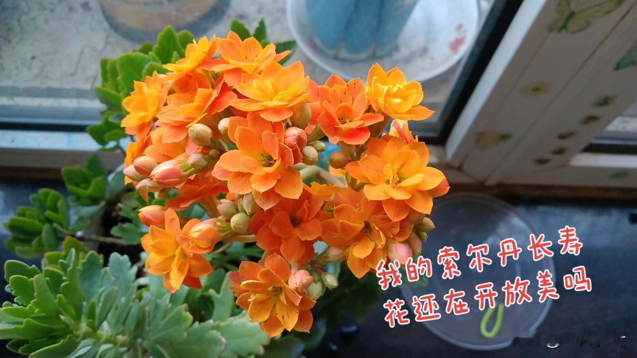 长寿花的花期一般11月到3月，一般能开五个月的时间。但是，它的花期也可以调控，想