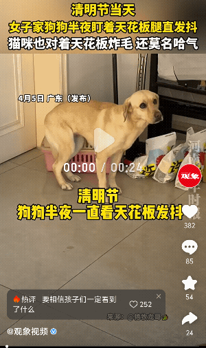 “这也太哈人了吧！”广东，一女子在清明节当天半夜，发现自己家的狗一直盯着天花板，