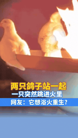辽宁沈阳，一女子看见两只鸽子并肩站在火缸旁烤火，原本岁月静好，突然女子发现一只鸽