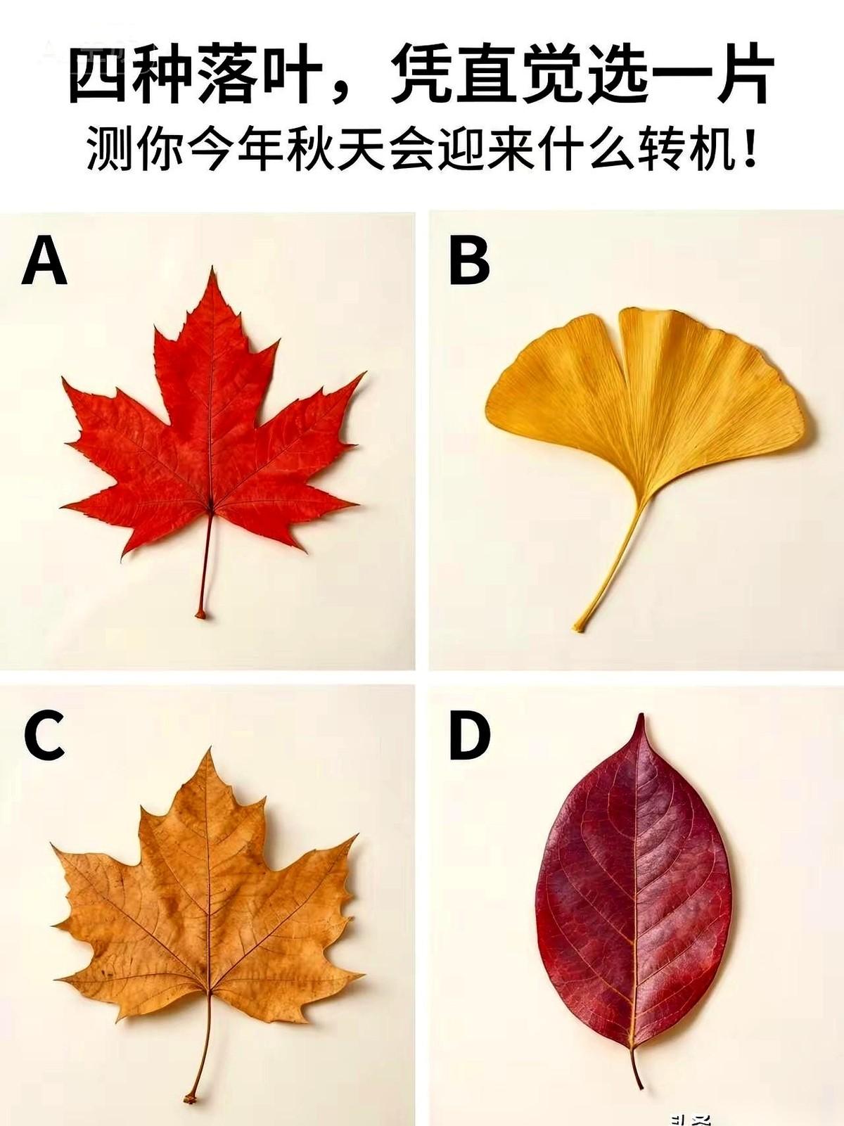 人啊，有时候就是活得太明白了，反而累。什么都要权衡利弊，什么都要计算得失。就