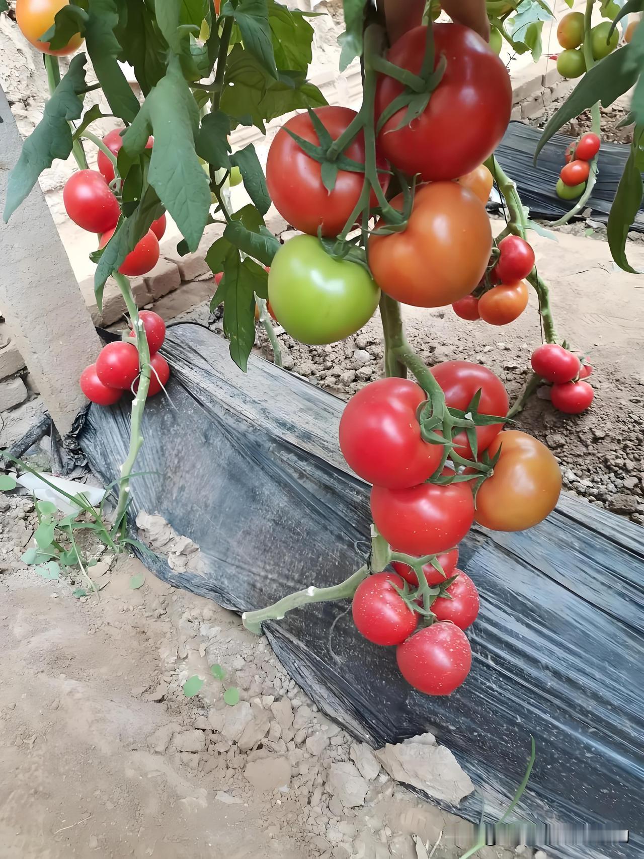 西红柿高产抓住这6点就够了：1. 苗高25厘米卧栽定植，促发新根，抗寒又抗