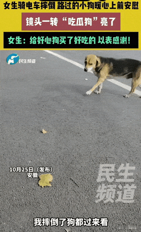 谁能想到啊!一个原本讨厌狗的女生,会因为一场摔倒彻底改变想法?