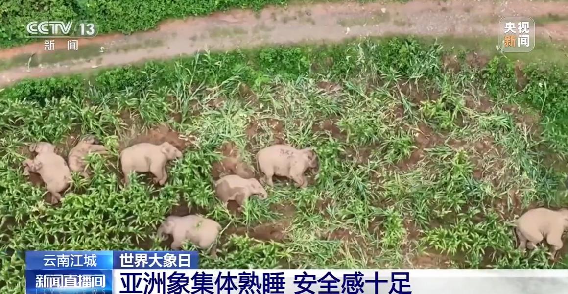 8月12日，央视分享一个画面，看哭好多人：七头大象，横七竖八倒在玉米地睡觉，这样