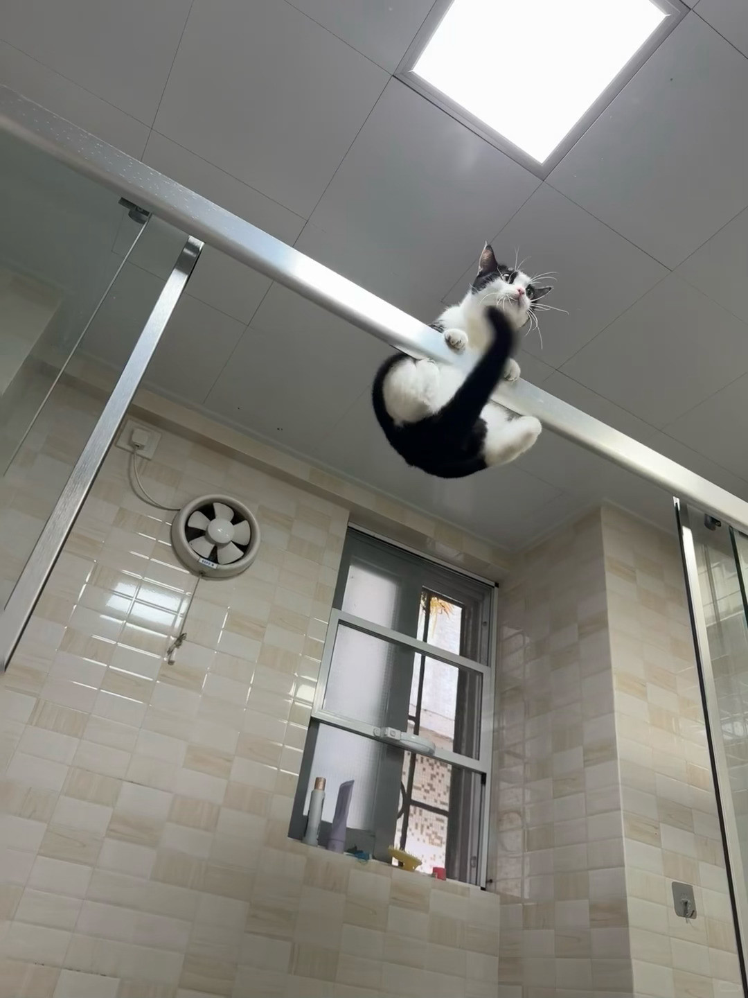 可以参加奥林匹克猫运会