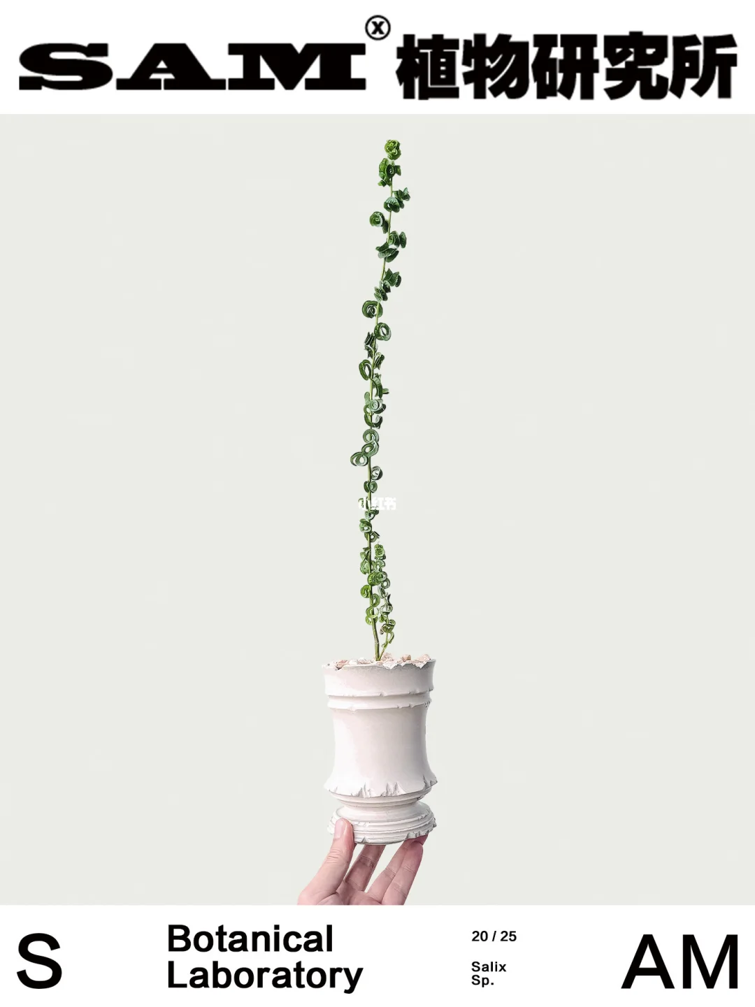 日本卷柳｜Salix Babylonica.