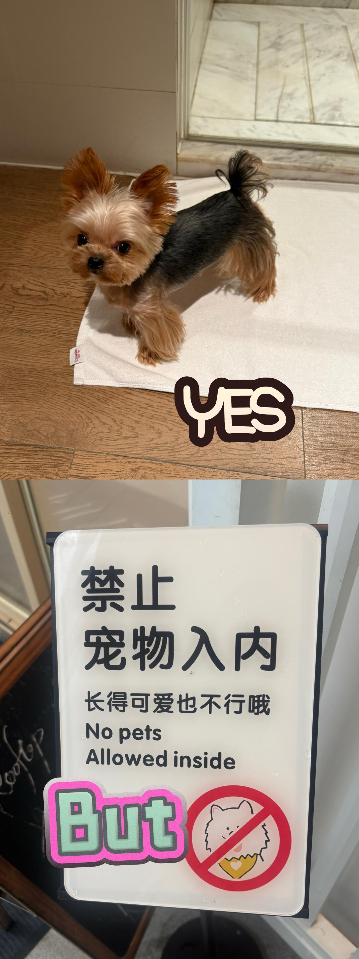 张婧仪🔖仪则剪报2026年8月2日「Yes…But…So禁止宠物入内宠物