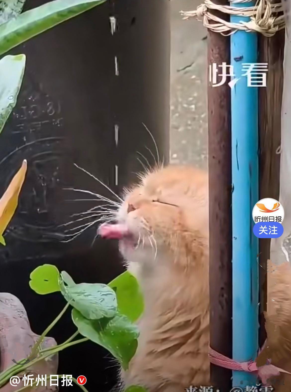 近日，河南一只可爱的小猫咪刷爆全网……水管中一滴滴清水慢悠悠往