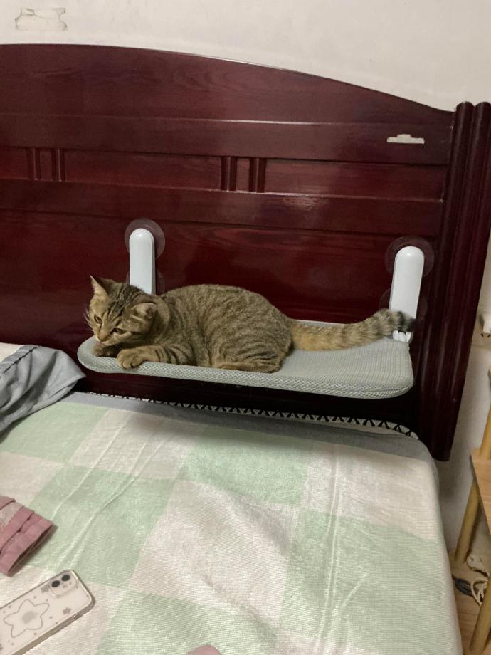 养猫人为了让猫上床睡的手段