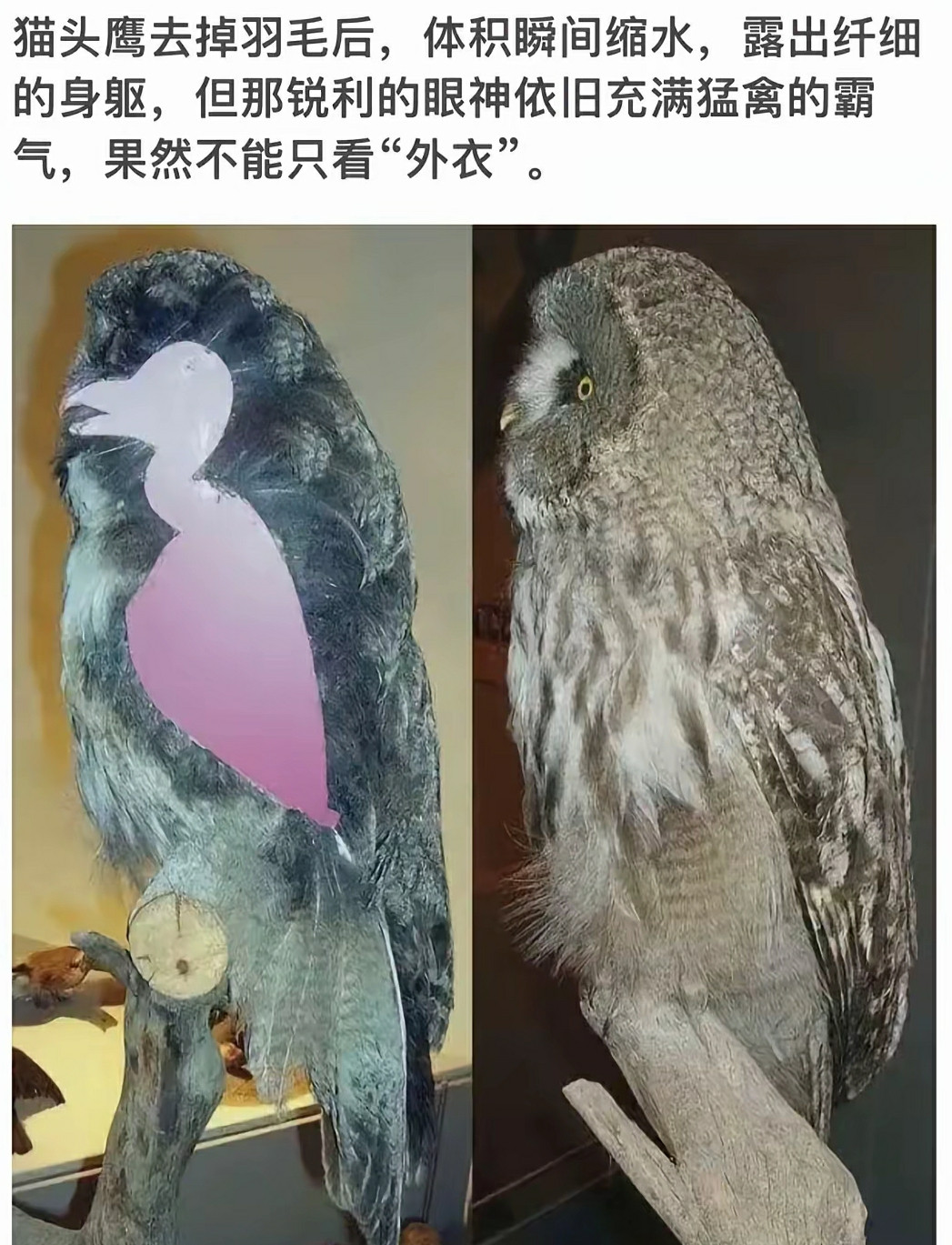 猫头鹰去毛后的霸气瞬间，依然锋芒毕露！