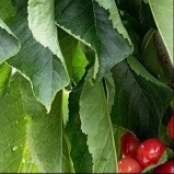0000樱桃的种植方法：选嫁接苗（需搭配授粉树，单棵难结果），种在向阳、绝对不积