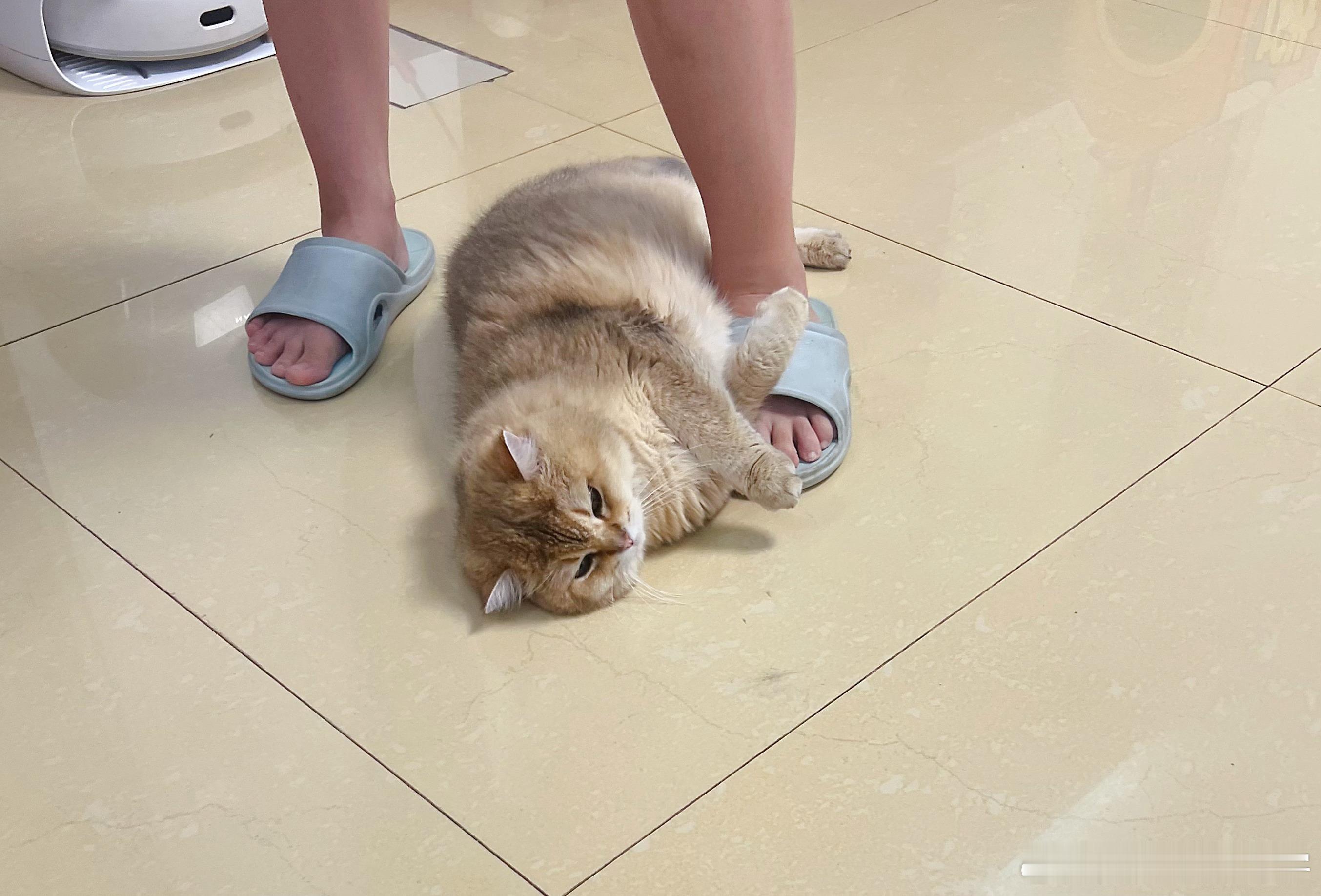 鸡腿猫好像又学会卖萌了[抠鼻]金渐层沈同学萌宠随手拍猫咪​​​