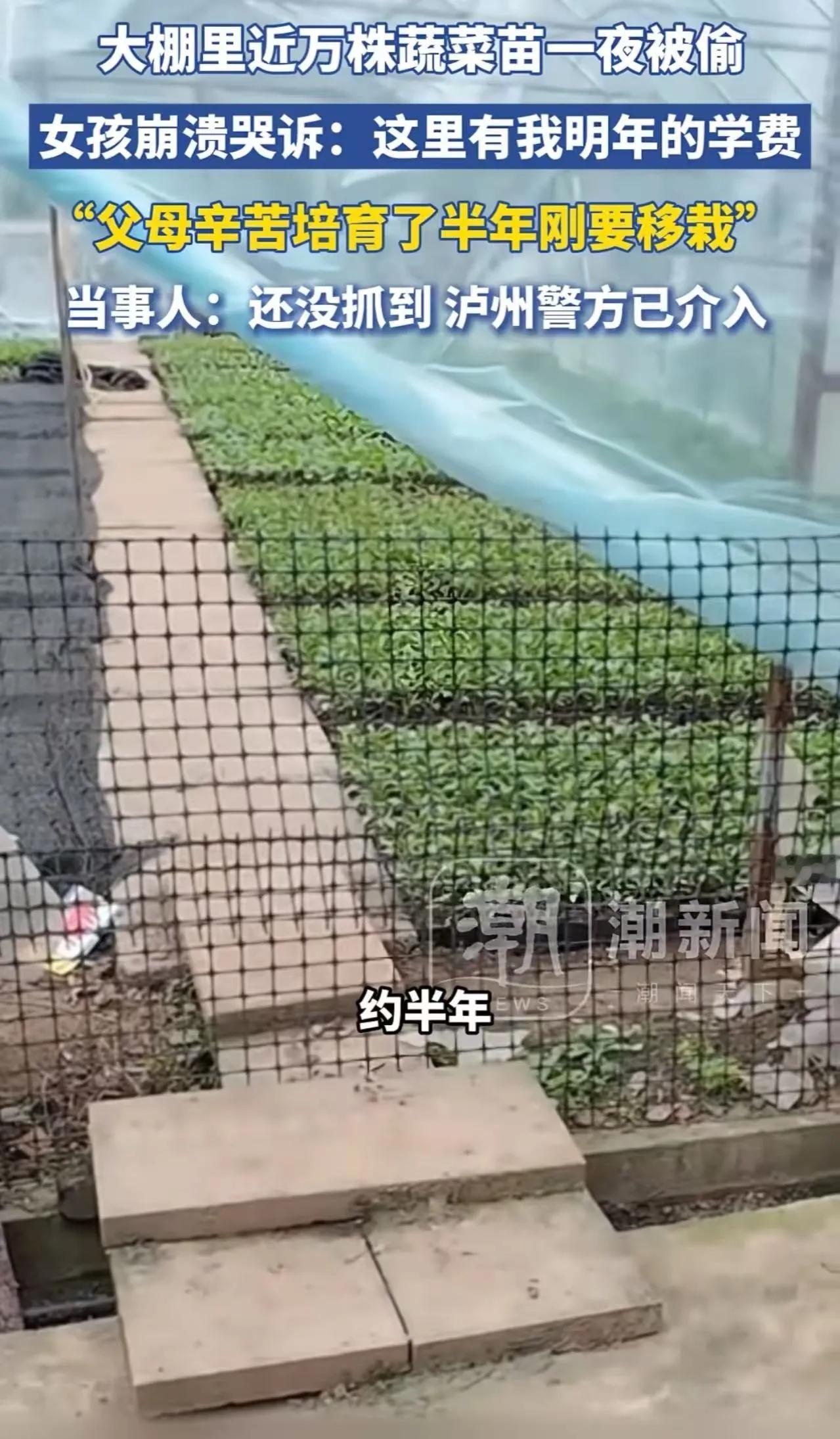 偷走的不只是菜苗，而是一个女孩的未来！上万株蔬菜苗一夜消失，女生崩溃痛哭：那