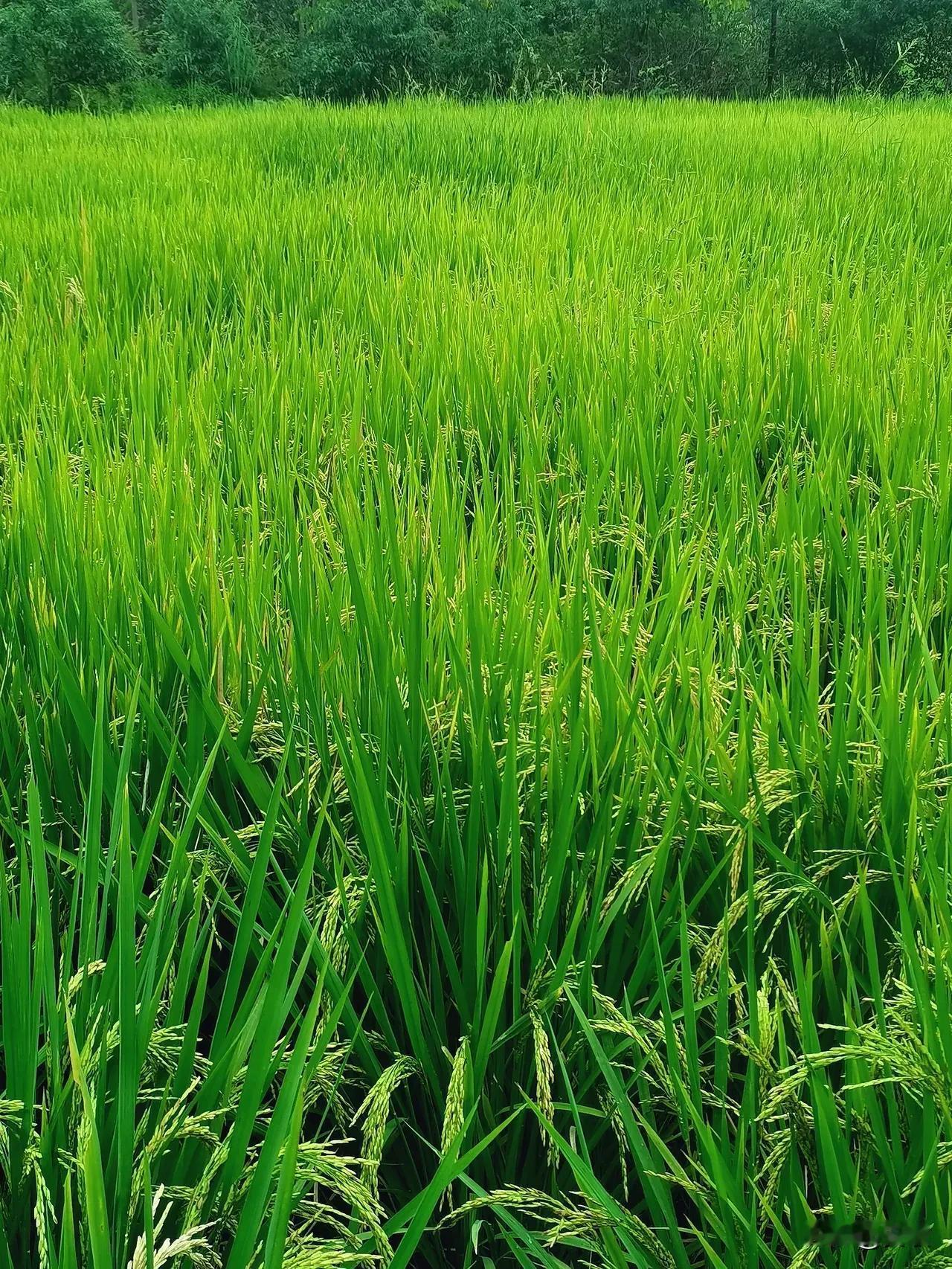 上联:菊色染秋金满地下联:稻浪翻波香盈田横批:五谷丰登