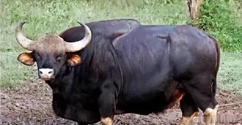 云南大姐把落单小野牛牵回家那天以为只是捡了头黄牛崽，结果一养十年，牛长成两吨重的