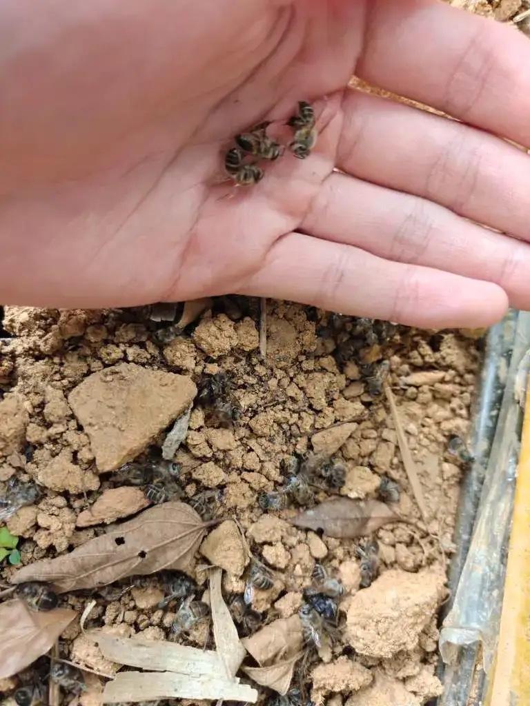 “笑不活了！”浙江诸暨，女子开蜂场，却发现自家土蜂接二连三大量死亡，蜂蜜也消失得