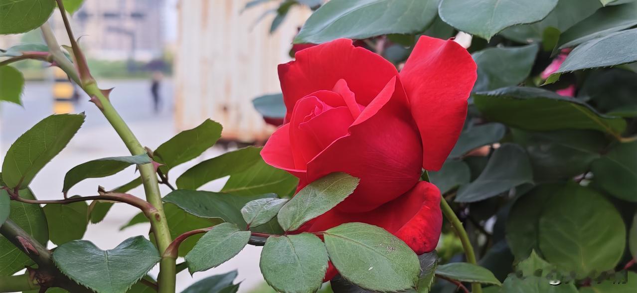 发一张春天拍的花月季正是盛开的季节，尽管月季是开花最频繁的花卉之一，几乎从春到秋