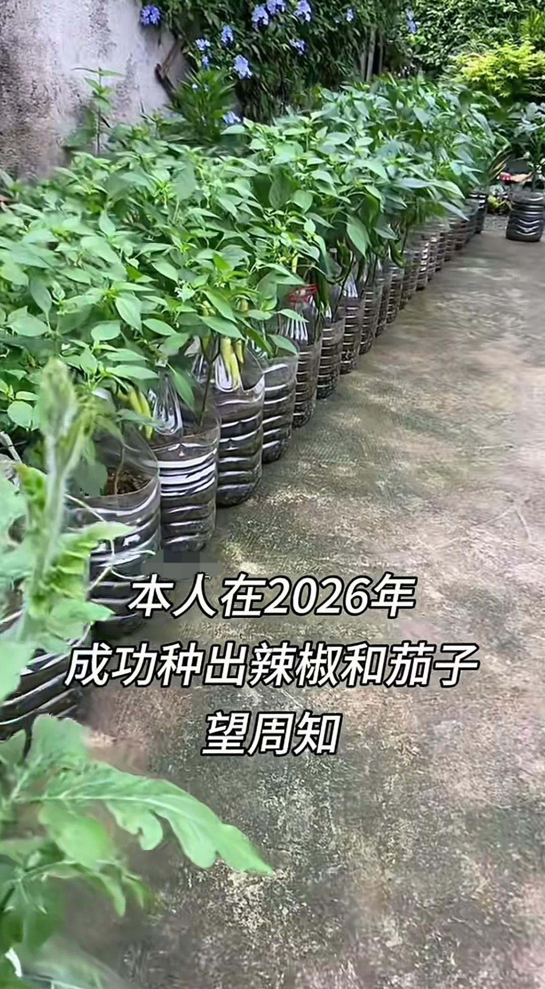 栽种茄子辣椒有新招，用油瓶做基盘，可随意搬移，不仅虫害少，结出的果子还多。有男