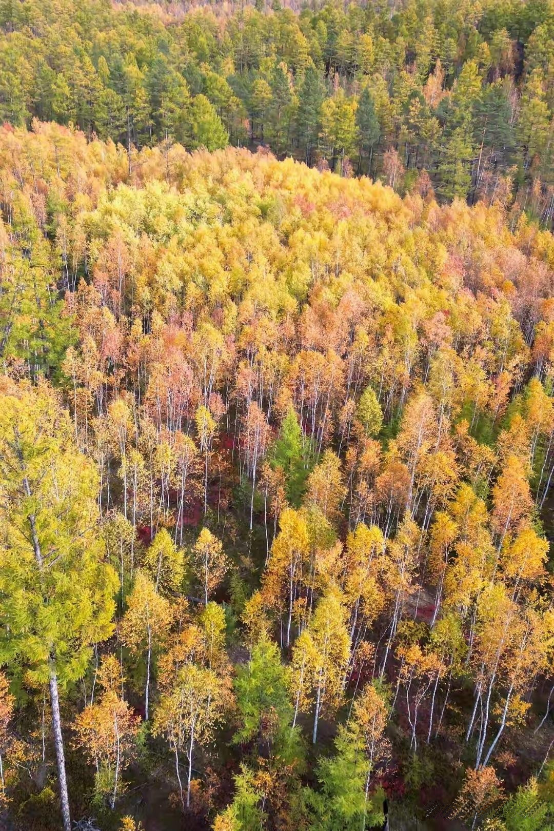 一直以为大兴安岭是座大山，树木应该很高大，密密麻麻有如南方的原始森林。近日完成了