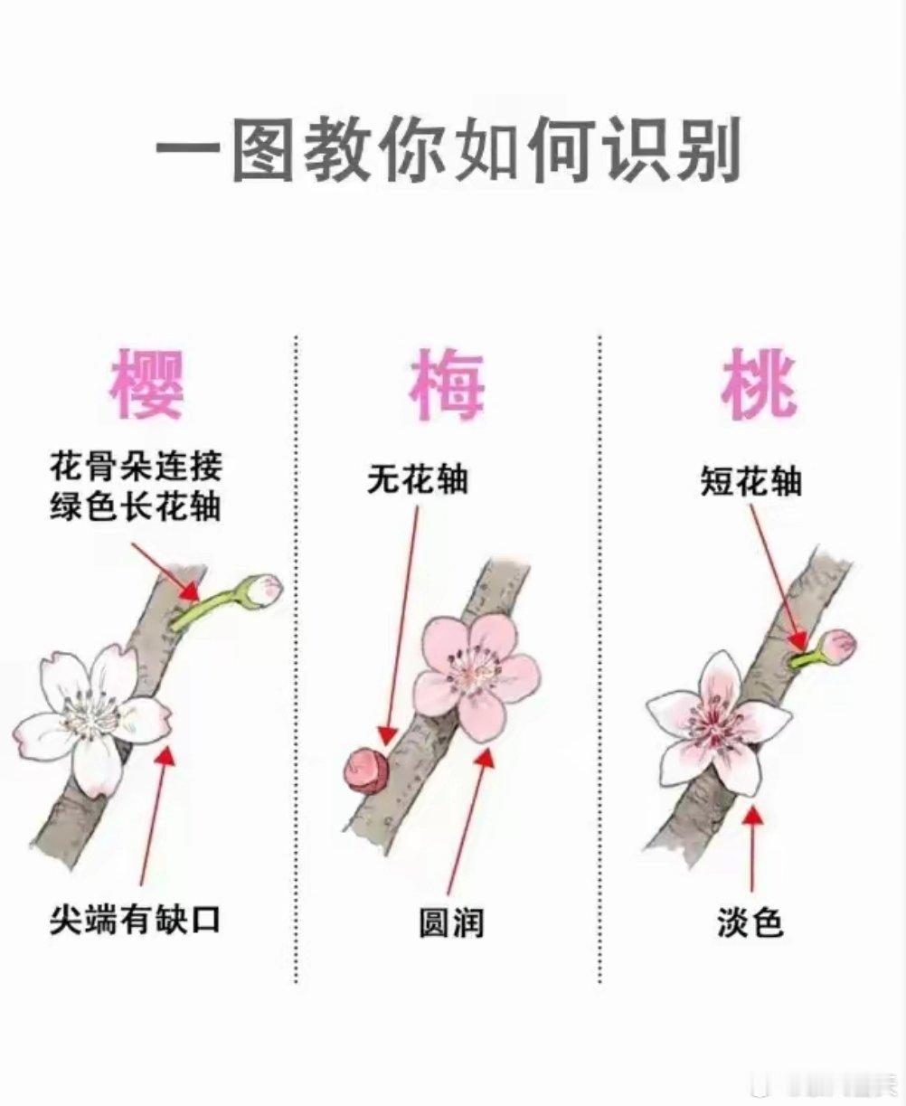 春天到了。梅花、樱花、桃花你分得清吗？​​​