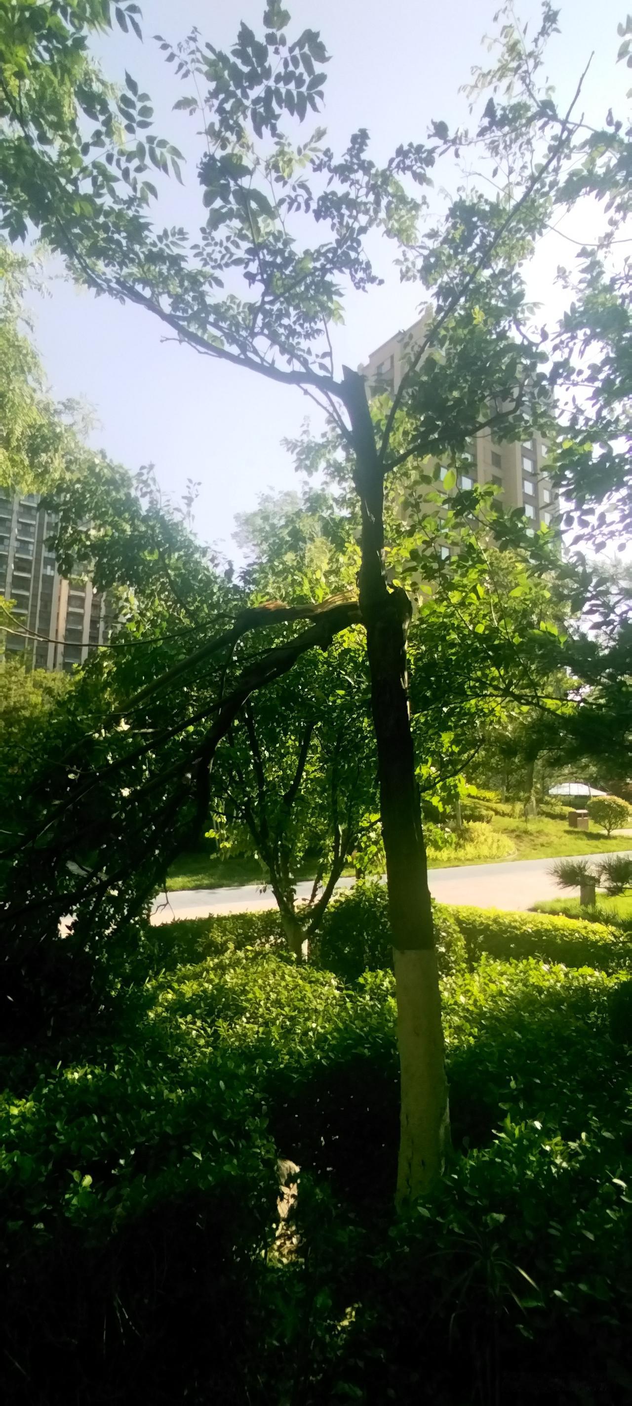 昨天济南不知道刮得什么妖风，小区这么粗的树都被吹断了。今天几乎无风，但温度却蹭