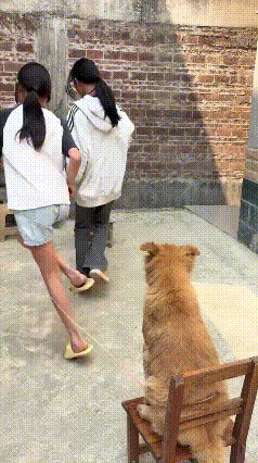谁能想到，孩子放假最辛苦的居然是家里的狗子！孩子们上学时，狗狗在家乖乖看门