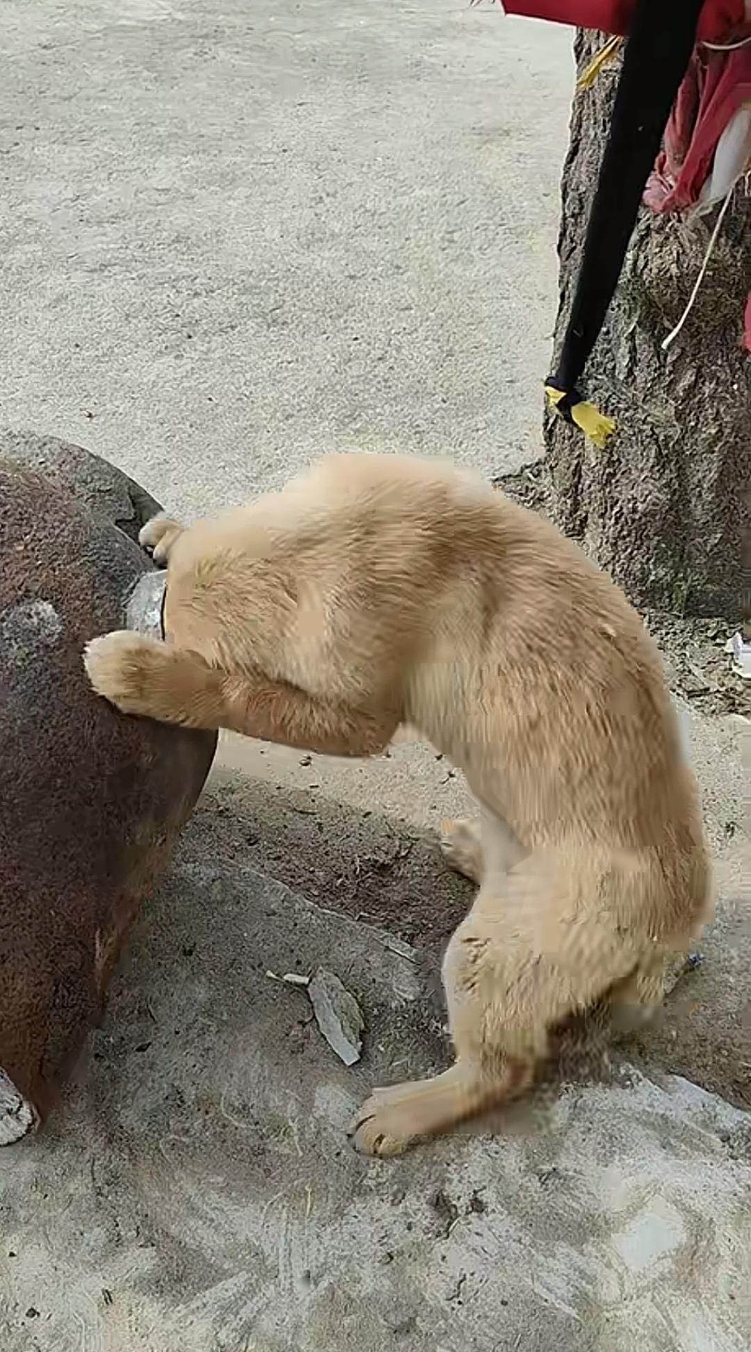 这条狗觅食的本领着实不小，这次居然把头伸进了架锅的柴材口。它在里面折腾了许久，脑