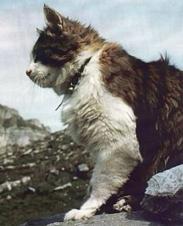 1980年代-90年代。阿尔卑斯山区的著名猫猫汤姆巴Tomba