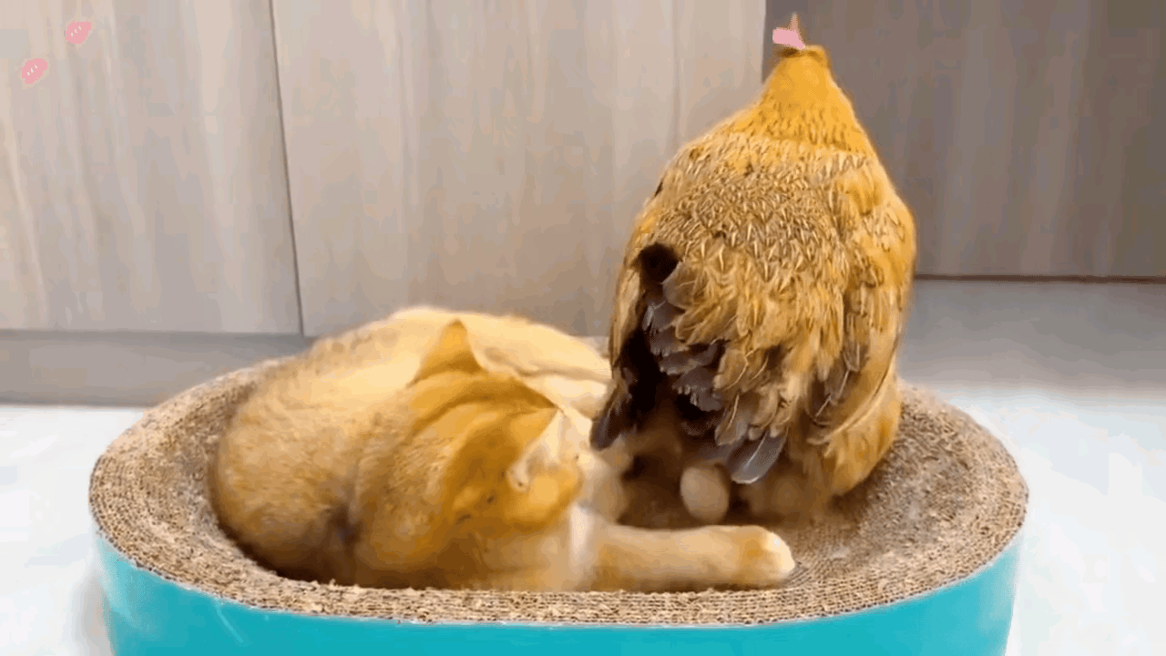 笑到打滚！老母鸡闯进猫窝，强行给小奶猫“送蛋”，小猫当场吓傻🤣网友家上演