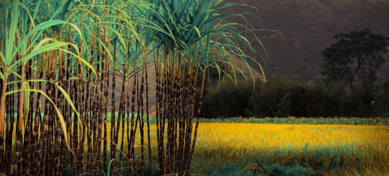 付费“偷甘蔗”，也能玩成大型沉浸式剧本杀？9.9元一根甘蔗、15.9元“罚款