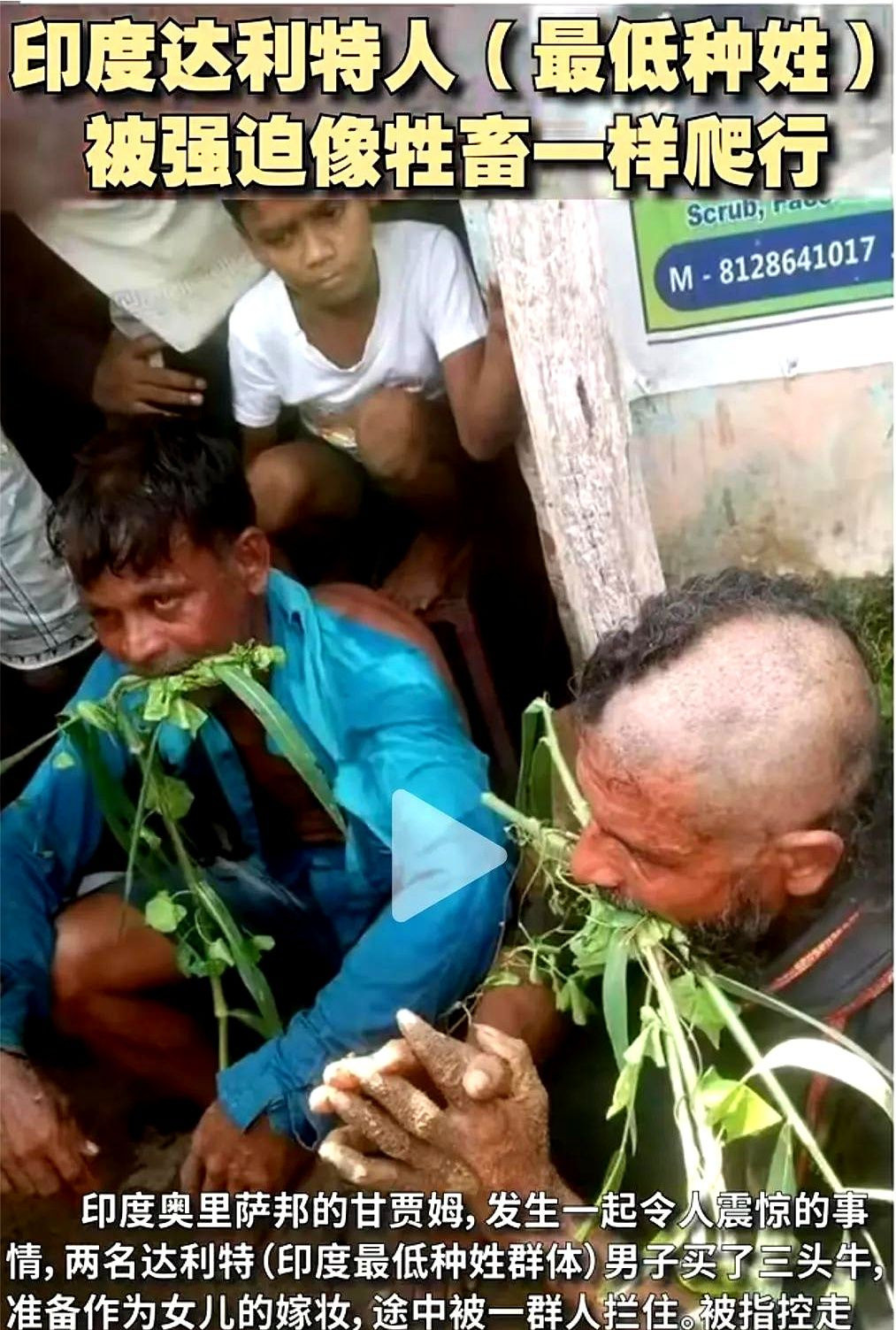 印度奇葩事：买牛当嫁妆，竟遭此横祸！这事儿简直比电视剧还