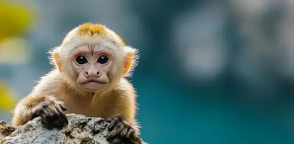 马年清明一到，属猴人火克金的焦灼怎就瞬间变身土生金的转机？急火攻心本该烧尽聪明，