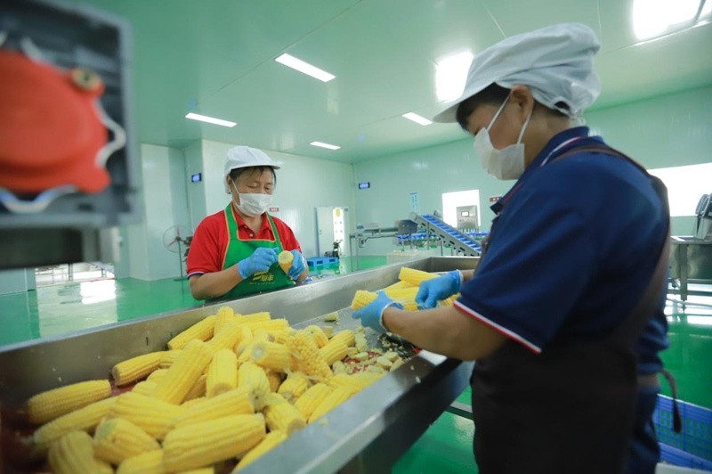 耕地“打底” 良种良技“当家” 贵州铜仁鲜食玉米甜蜜升级