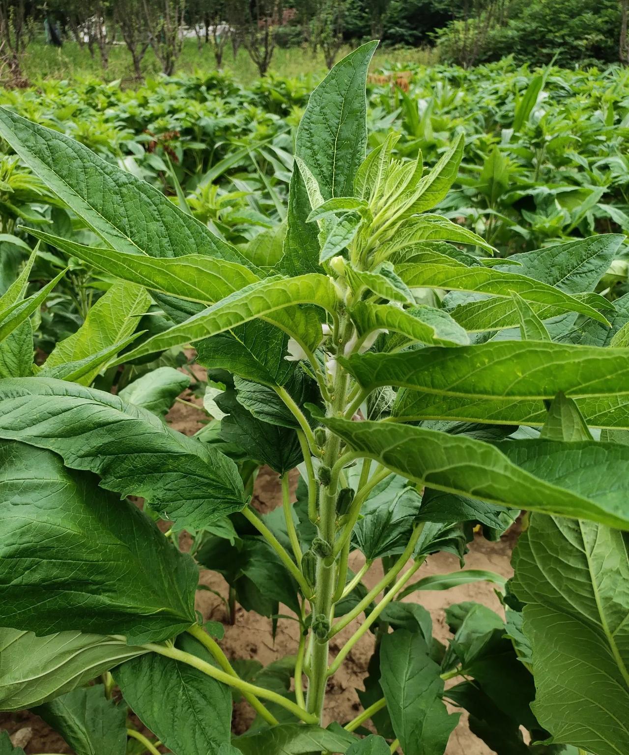 芝麻开花节节高！好多年没有看到这种植物了，感觉它跟以前看到的怎么不一样呢？原来