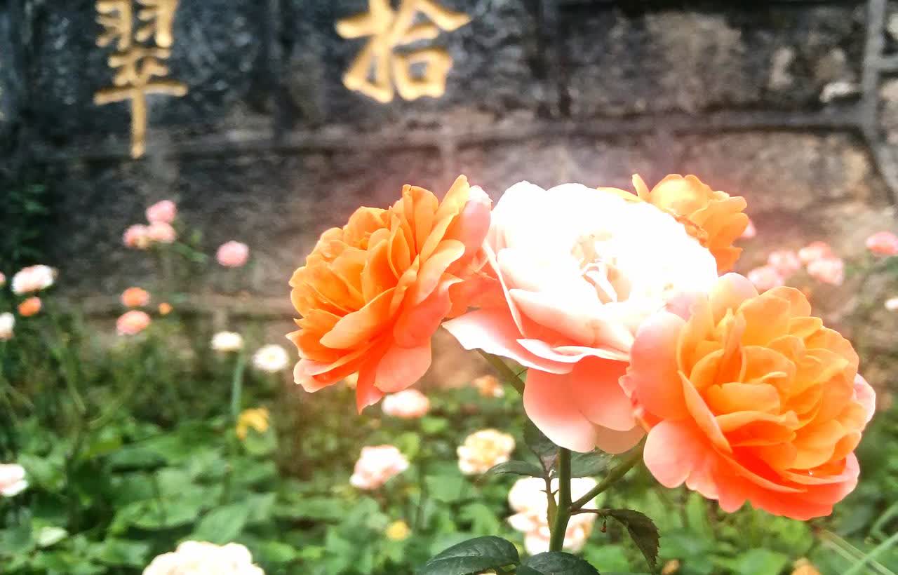 晚归的老丈人盘问上门求婚的男子，你贵姓？男子望一眼厨房，搓搓手说，千字不