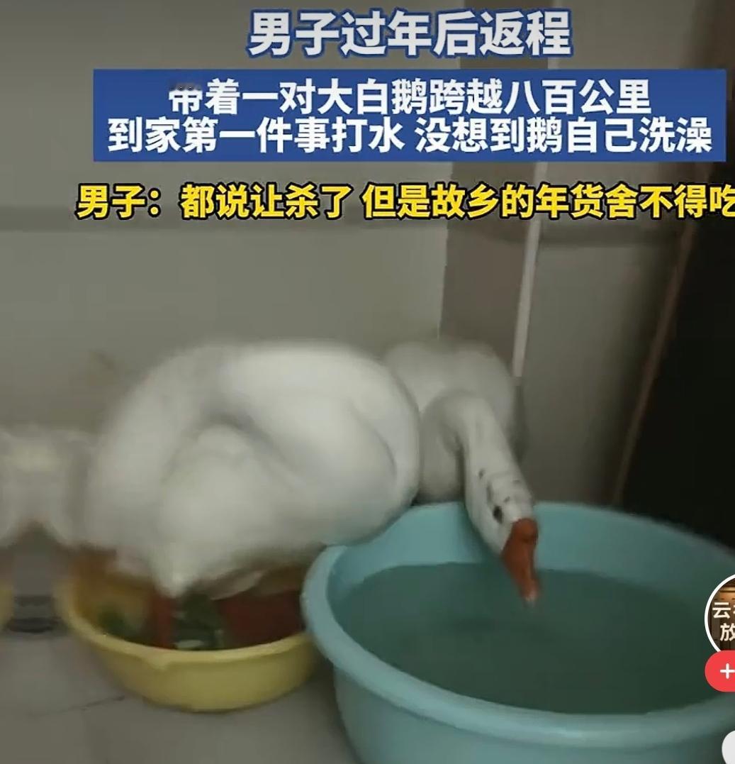 年后返程带回的大鹅，舍不得吃，当宠物养吧[大笑]