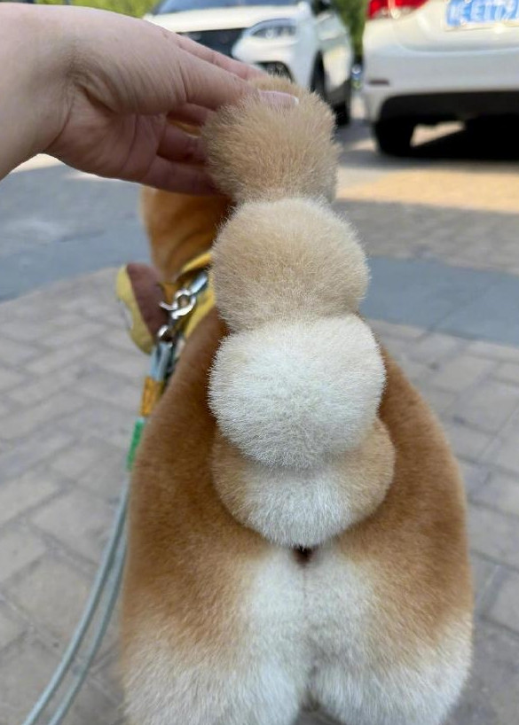 糖葫芦尾巴