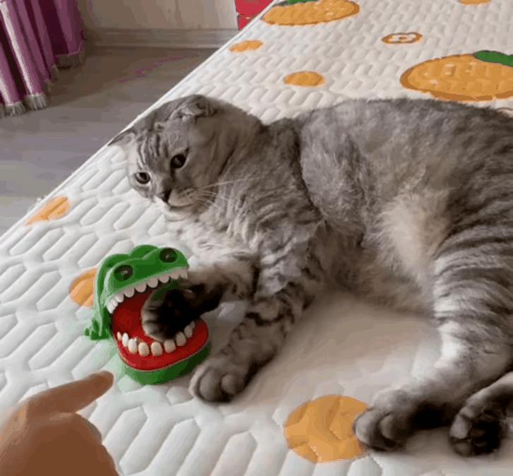 猫：“小样，和我比反应力你还差的远，走了，不跟笨蛋玩。“铲屎官：“疼死了，别走再