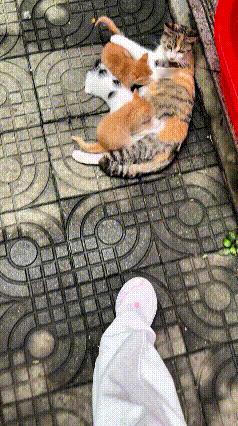 你瞅瞅这流浪三花猫，当妈后可太不容易了！小猫都一个多月大了，还黏着猫妈妈吃奶。猫