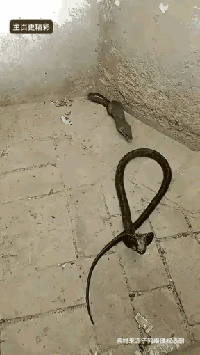 蛇獴，捕蛇和平头哥一个档次的，只不过平头哥啥都敢55开