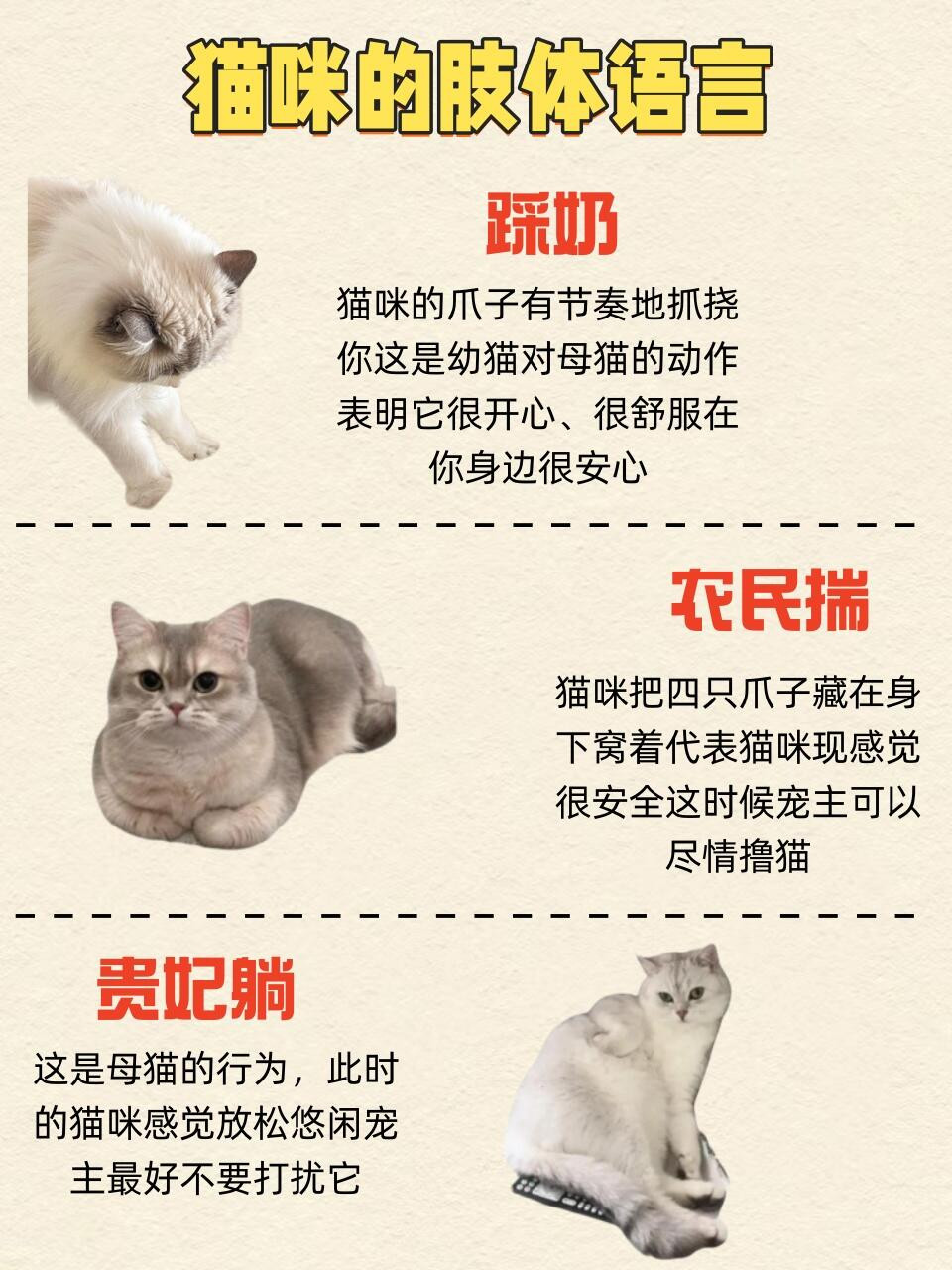 猫咪的15种肢体语言，猫咪的肢体语言你都了解多少，知道它们的每个动作都什么意思吗