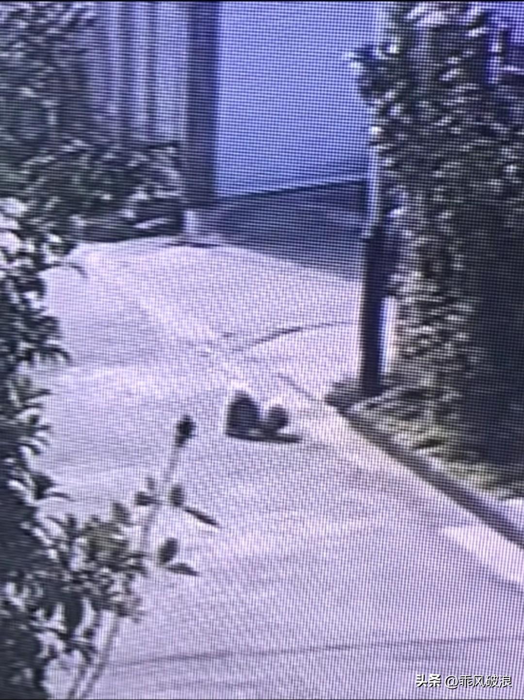 每次刷到这段视频，我都忍不住心头揪紧。小宠物正趴在自家门口玩耍，拐角处突然驶来一