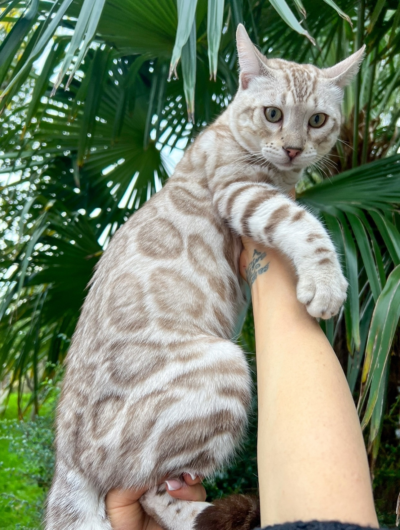 孟加拉豹猫除了前两年的碳色，现在宠物豹猫的花色已经进化到这个地步了吗【ins：